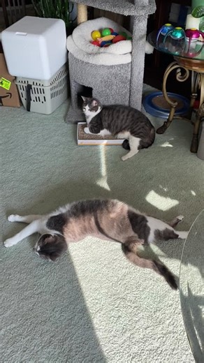 Vasya stretched, Kira on his scratch box.