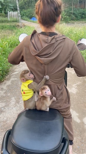 Le Le happily ran out to greet her mother when she saw her returning home.#monkey 🥰❤️🙈