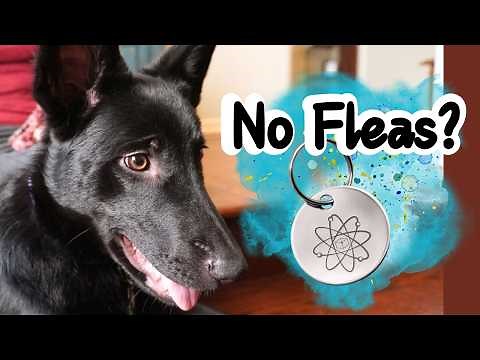 This Natural Flea Preventative May Be THE BEST