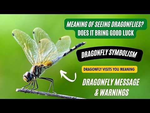 Dragonfly Symbolism In Feng Shui: How To Use and Place It | Is Seeing Dragonfly Brings Good Luck?