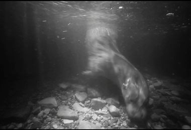 Sniffing Out Otter Behavior