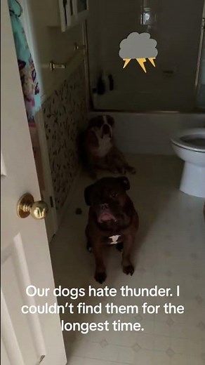 Silly Dogs Scared of Thunder #dogshorts #cutedogs