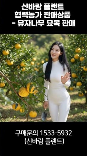[신바람 플랜트 협력농가 판매상품 (나무장터.com)]유자나무 묘목 판매