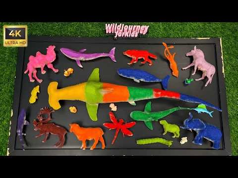 Hammerhead Shark and Mako Shark 🌊🦈 Deep Sea Exploration with Shark Family for Curious Kids
