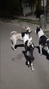 dora dora bhaga💃 bhaga sa😂😂🐶 #viralvideo #funny #youtubeshorts #cute #youtube #trending #dogs #fun