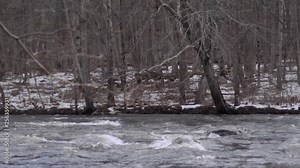 snow covered rivershore with spring melt and cold water flooding a river