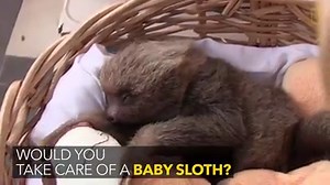 26K views · 1.6K reactions | Orphaned sloths in Panama get a second...
