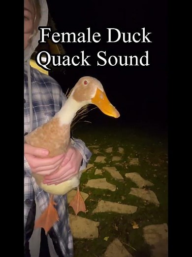 Female Duck Sounds