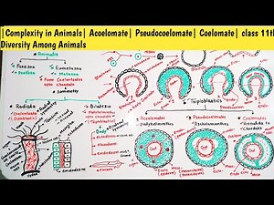 |Complexity in Animals| Acoelomate| Pseudocoelomate| Coelomate| class 11th Diversity Among Animals