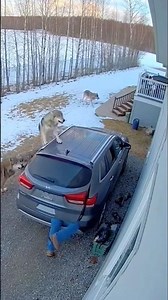Snow dogs attack the man no one to save him