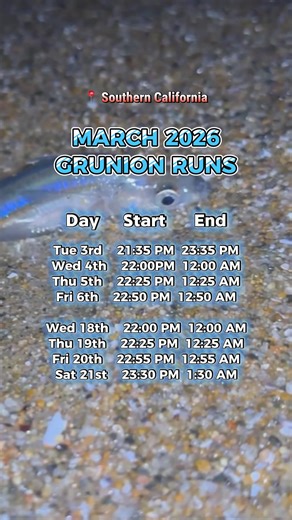 Grunion Runs start this month in Southern California - full schedule and recommended beaches available via our bio link. You are allowed to take grunions this month with a bag limit of 30 per person. Remember to stay safe and legal whilst out grunion hunting this spring! #grunionrun #grunionrun2026 #californiawildlife #fishing #grunion