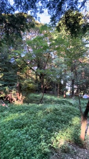 【自然音】森の中で深呼吸。木漏れ日が差し込む静かな朝｜癒しカフェ 森のテラス