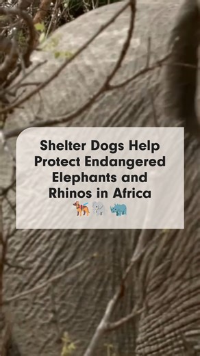 1.4K views · 43 reactions | From U.S. shelters to Zambia’s savannas,...