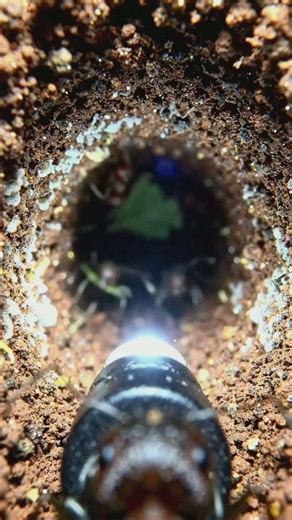🐜 Inside a Leafcutter Ant Colony | Realistic Ant POV Journey Underground 🌿📹 #planetants