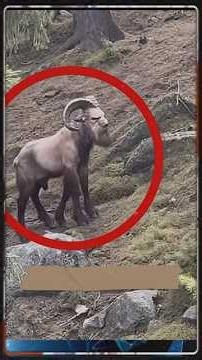 Wild moments 😨 caught on camera #animals #curiosities