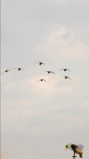 #aveshunting #waterfowlhunting #duckhunting #goosehunting