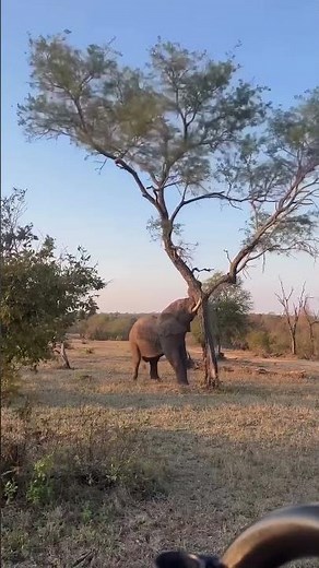 The Raw Power of a Bull Elephant