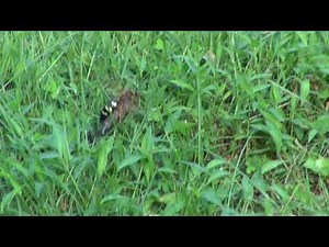 OVIPOSITOR IN HYMENOPTERA