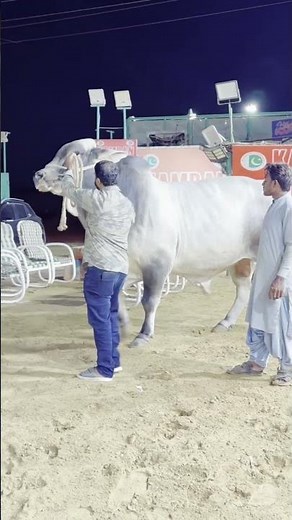 BEAUTIFUL BULL | BAKRA EID COW MANDI 2027 #Qurbani