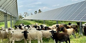 Grown Here at Home: Dominion Energy, Carilion Clinic see success with solar grazing