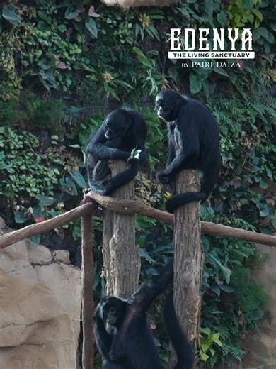 Discover the Spider Monkey: Nature's Acrobatic Primate