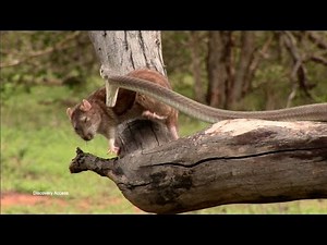 Black Mamba Venom Can Kill Up to 25 Humans