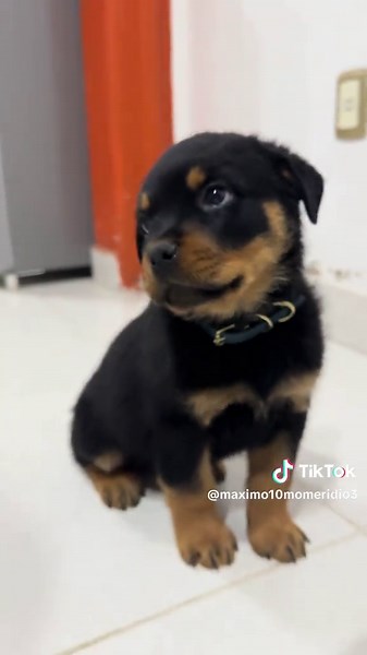 Cachorros Rottweiler: El Encanto de un Bebé de 2 Meses
