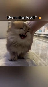 161K views · 4.4K reactions | The Emotional Intelligence ❤ | Cat Lover | Facebook