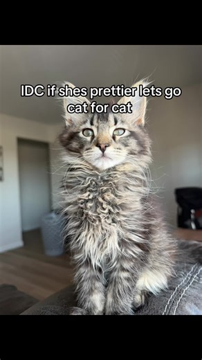 Fluffy Cat Face-off: A Cat Comparison