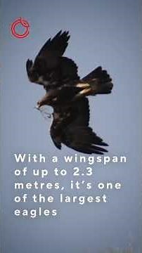 The Golden Eagle: Nature’s High‑Speed Hunter 🦅💨 #eagle #wildlife #nature #birds #animals #facts