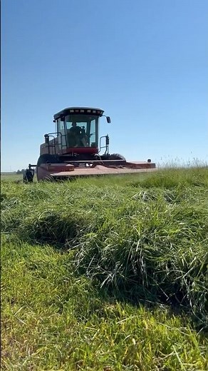 Cutting grass hay
