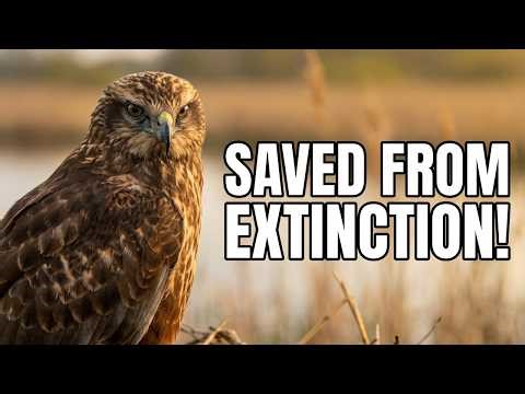 This Bird Almost Disappeared—Here's How They Saved It