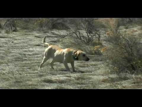 Pointing Labs - Exceptional Pointing Lab Working