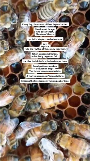 The queen isn’t a ruler