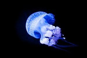 Jellyfish