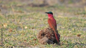 Southern Carmine Bee-eater Bird Perching On Wood On The Ground In South Africa. closeup shot