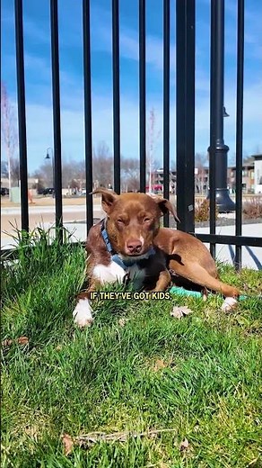 Fostering a Dog Isn't Just for Empty Nesters: Why Shelter Pets Desperately Need Your Family