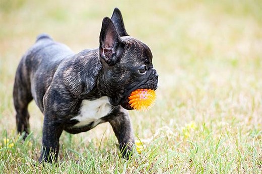 French Bulldog (Frenchie) Puppies For Sale In Michigan