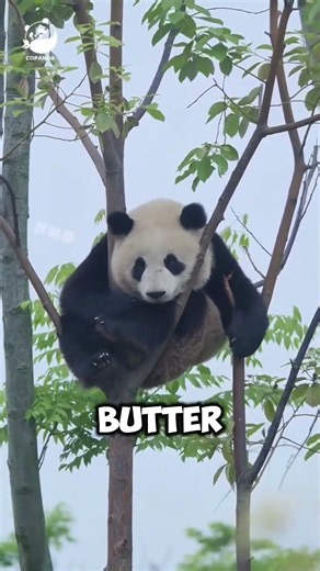 🐼 Amazing Panda Facts You Didn't Know! #animals #wildlife #naturefacts