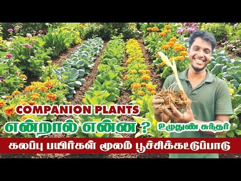 🌱Companion Plants Uses & Benefits | Successful Gardening Tips | Uzhuthun Sundhar | Pasumai Talks