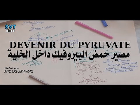 2BAC: Devenir de pyruvate