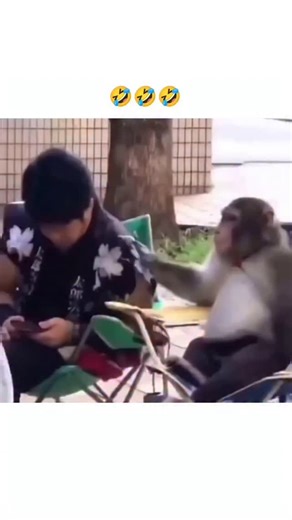 Ajay on Instagram: "The video depicts a humorous and unexpected interaction between a human and a monkey, where the monkey appears to be mimicking or engaging with the human's use of a smartphone, highlighting the curiosity and mimicry behavior often observed in primates, as noted in studies like those by Andrew Smith at the University of Stirling, which explore how monkeys perceive and interact with human technology. This scene aligns with findings from National Geographic, where experts like A