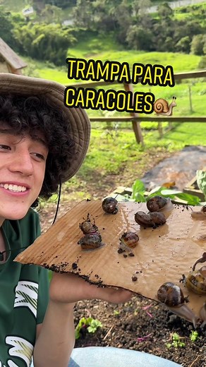 El unico que no atrape se llama turbo😂#tutorial #caracol #pasoapaso