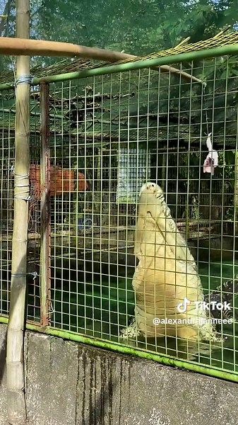 Maluoy Ka Lay: Trending Lay Lay Videos and Dance