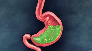 How the stomach works