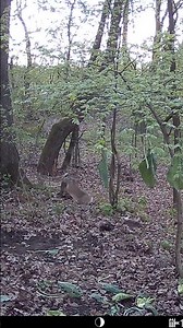 Cute Bunny Hopping Between the Trees 🐇