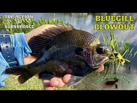 Fly Fishing for LARGE FL Bluegill (Nonstop Top Action Poppers & Subsurface Leeches)