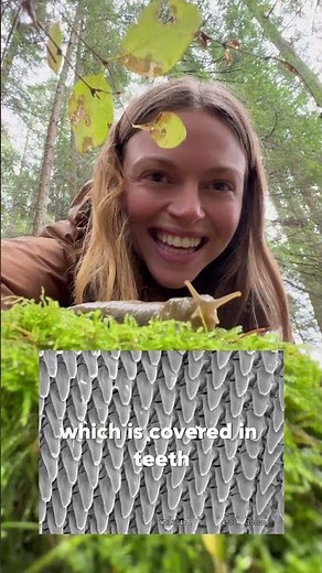 More Teeth Than Sharks: Slugs have Teeth Covered Tongues!