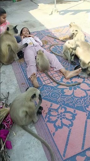 monkey Eating Funny Video