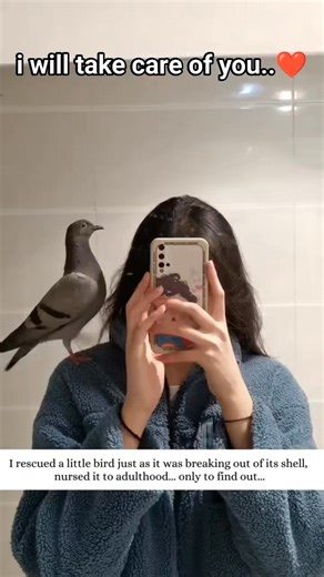 wind beneath her wings ,this bird touch the human heart ❤️ caring is loving 🥰🙏 | Irin Alcantara